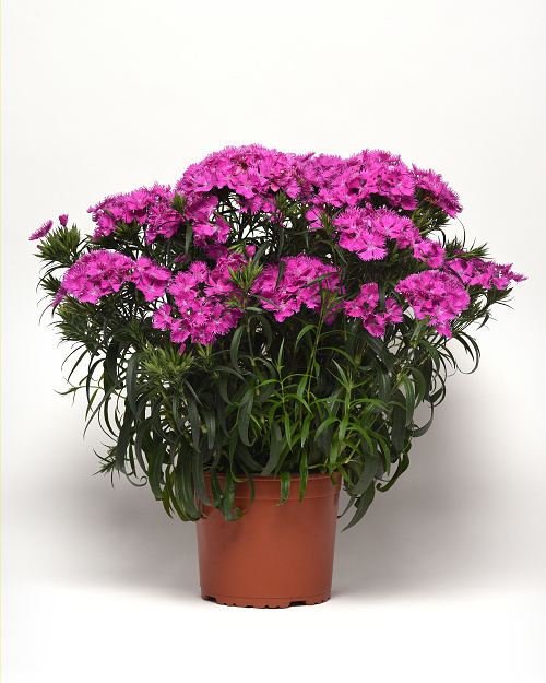 Dianthus barbatusInterspecific Rockin Purple F1 1000 semien